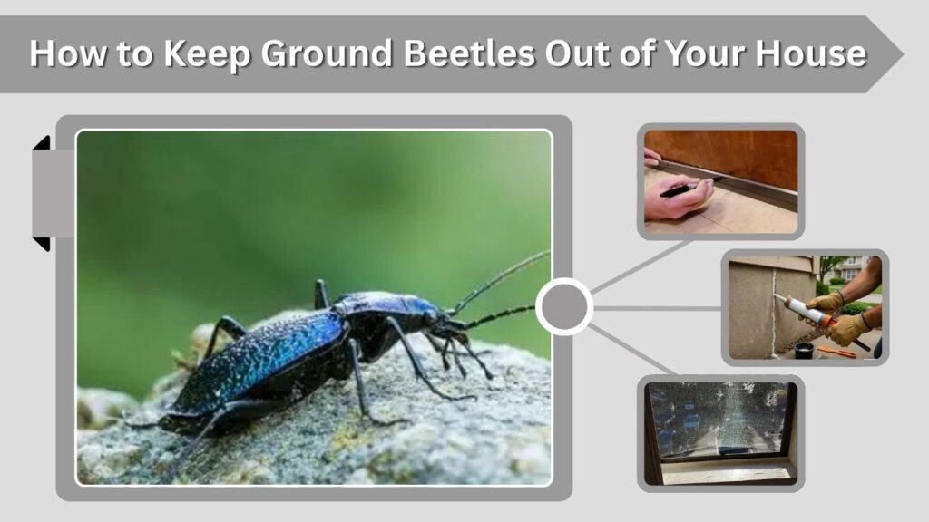 How to Keep Ground Beetles Out of Your House