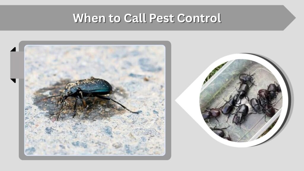 When to Call Pest Control