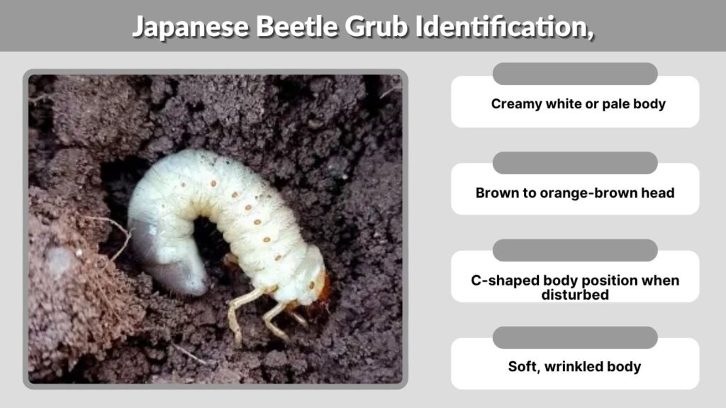 Japanese Beetle Grub Identification