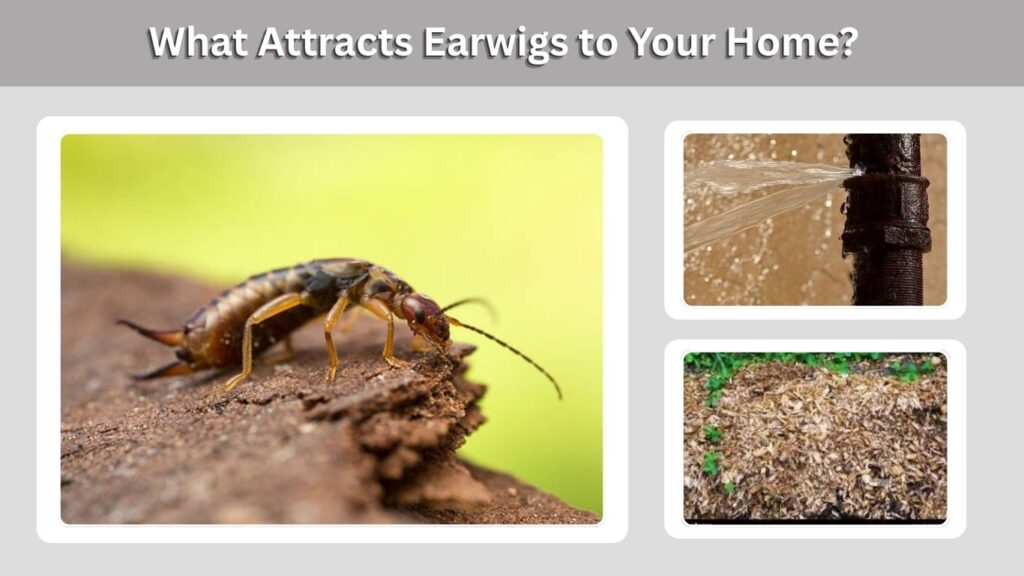 What Attracts Earwigs to Your Home?