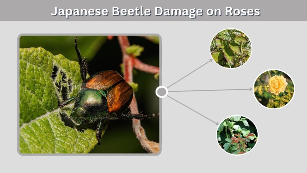 Japanese Beetle Damage on Roses