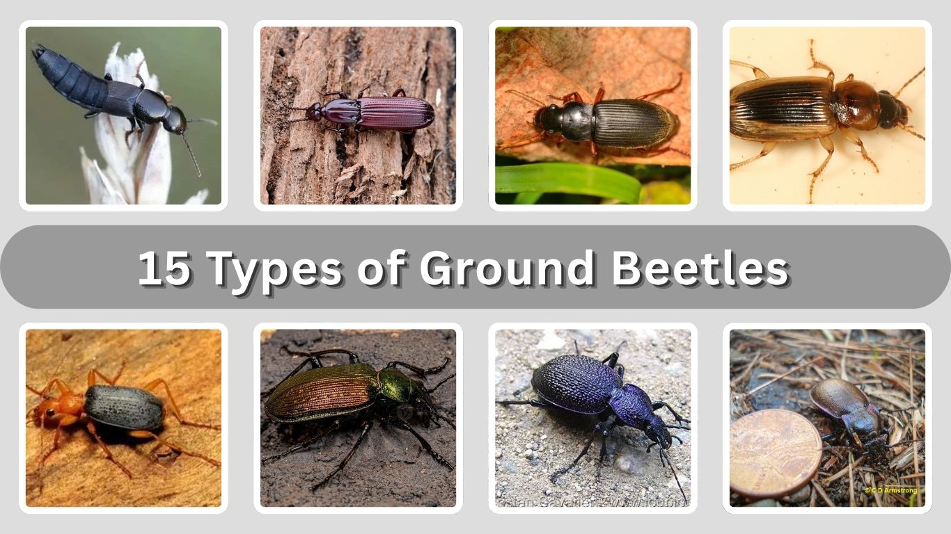15 Types of Ground Beetles: Identification, Habitat, and Role