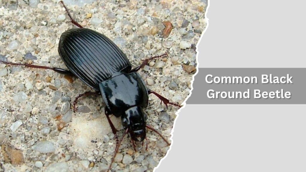Common Black Ground Beetle