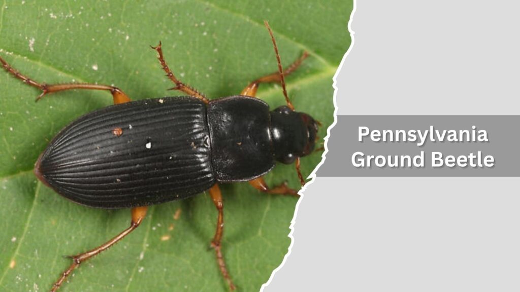 Pennsylvania Ground Beetle