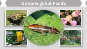 Do Earwigs Eat Plants? Signs, Damage, and Control Tips