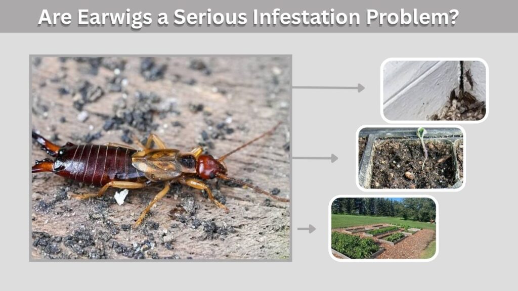 Are Earwigs a Serious Infestation Problem?