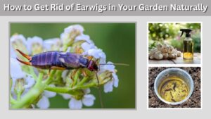 How to Get Rid of Earwigs in Your Garden Naturally