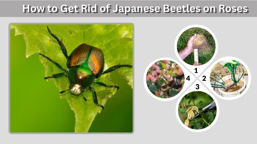 How to Get Rid of Japanese Beetles on Roses