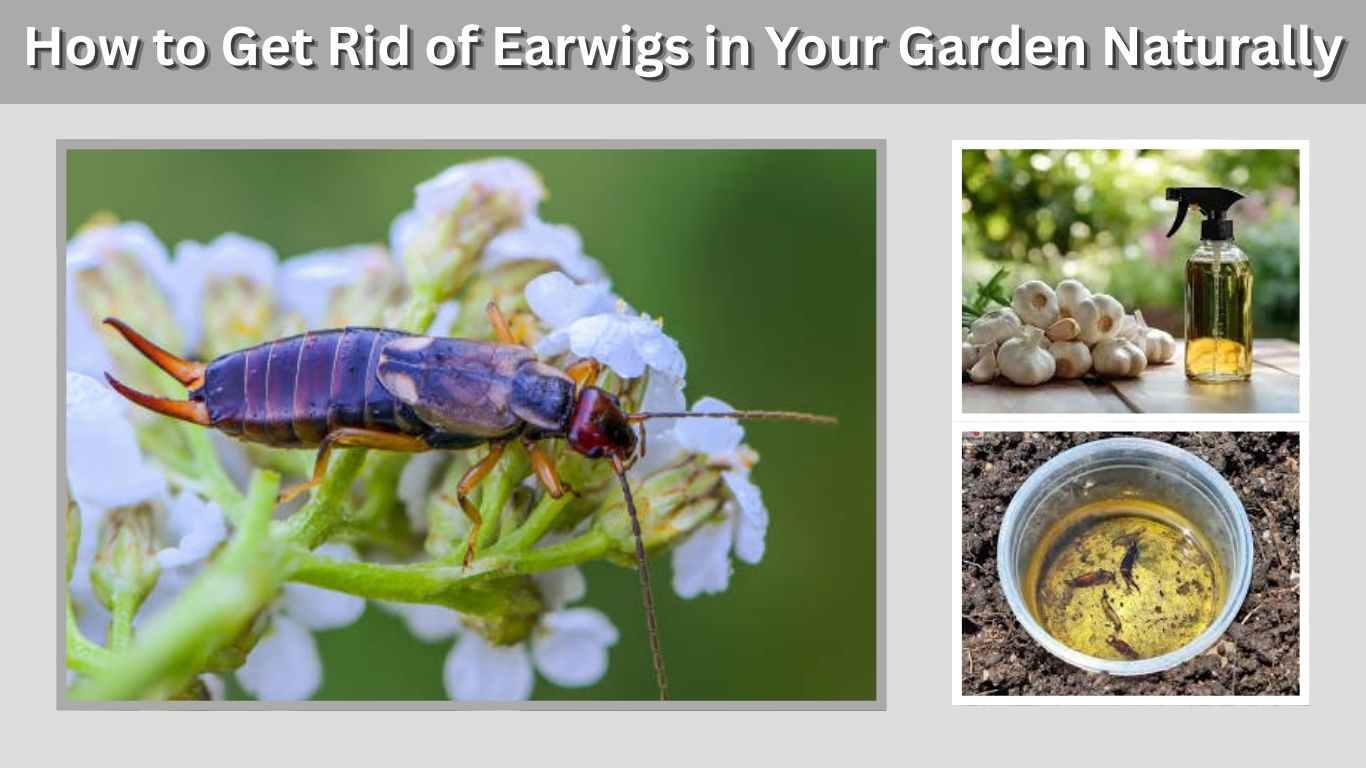 How to Get Rid of Earwigs in Your Garden Naturally