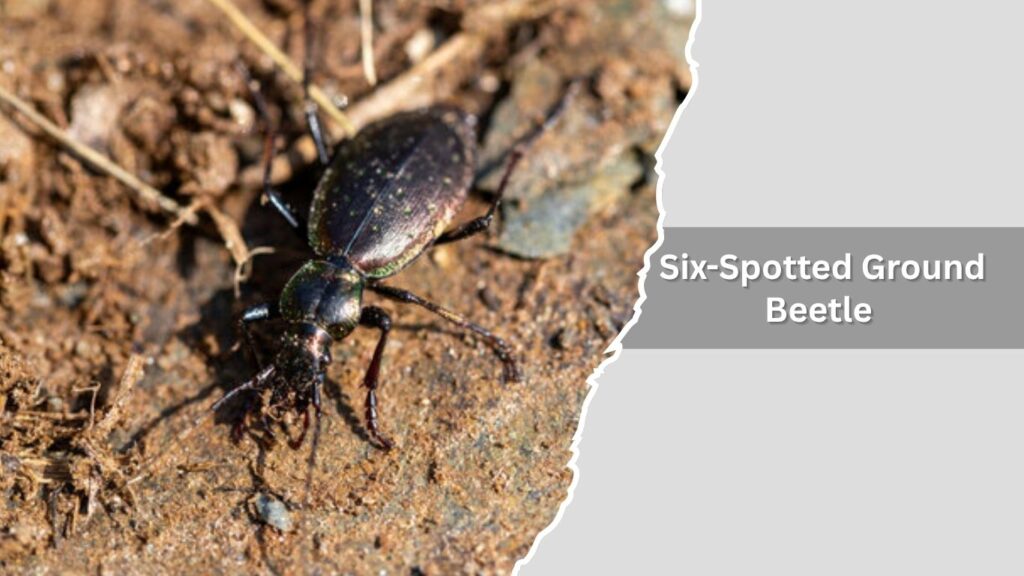 Six-Spotted Ground Beetle