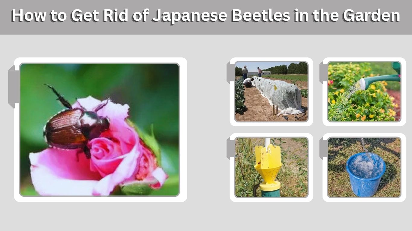 How to Get Rid of Japanese Beetles in the Garden