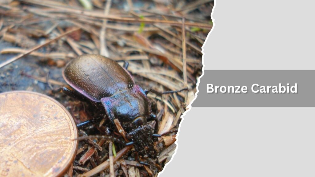 Bronze Carabid