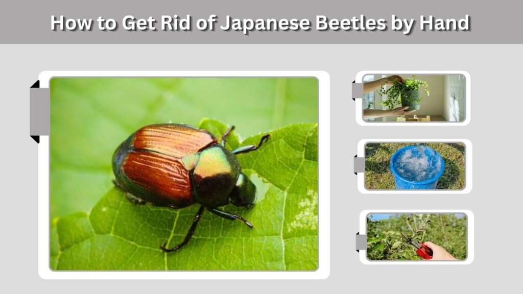 How to Get Rid of Japanese Beetles by Hand