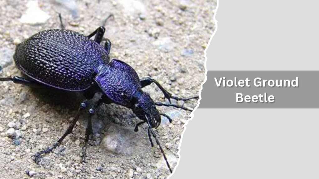 Violet Ground Beetle