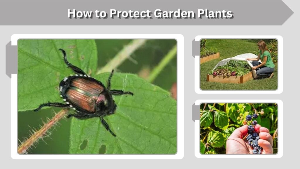 How to Protect Garden Plants