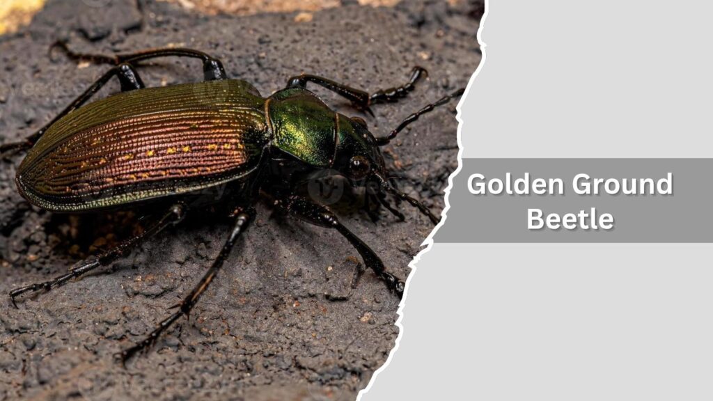 Golden Ground Beetle
