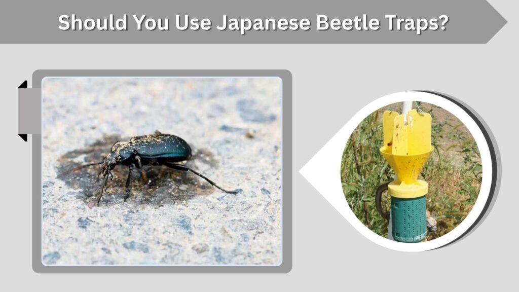 Should You Use Japanese Beetle Traps?