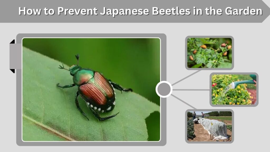 How to Prevent Japanese Beetles in the Garden