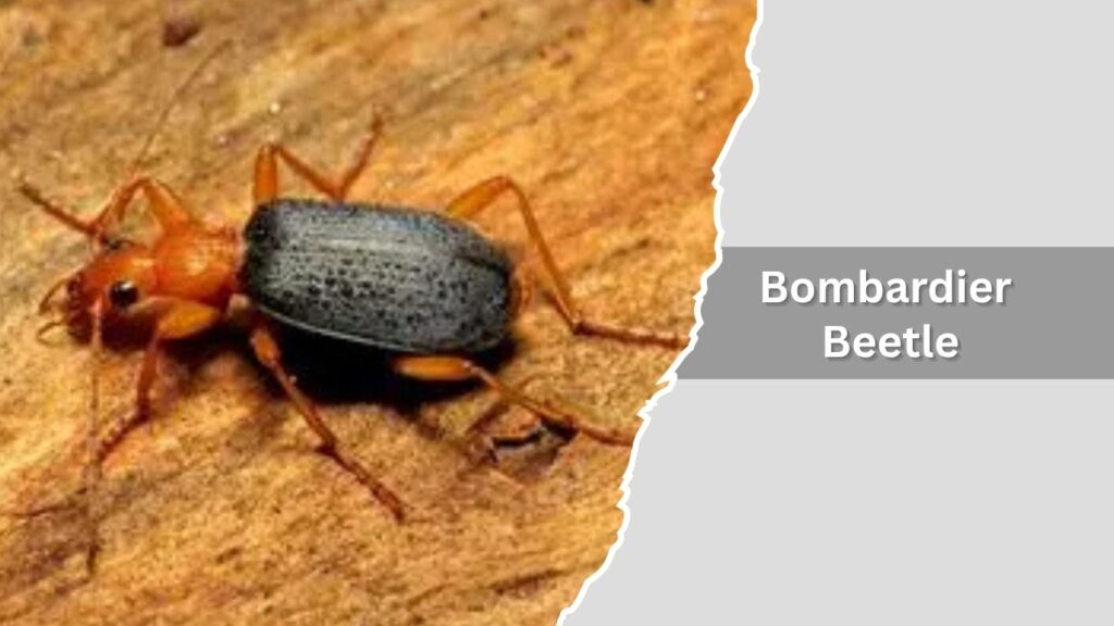 Bombardier Beetle