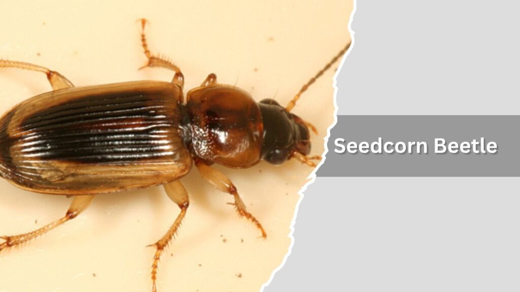 Bombardier Beetle