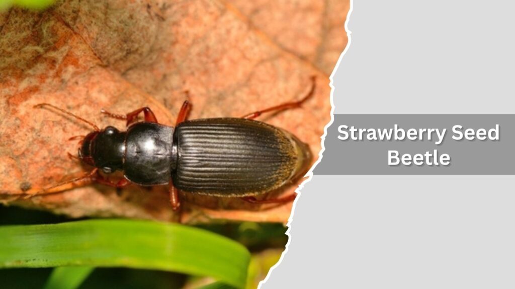 Strawberry Seed Beetle
