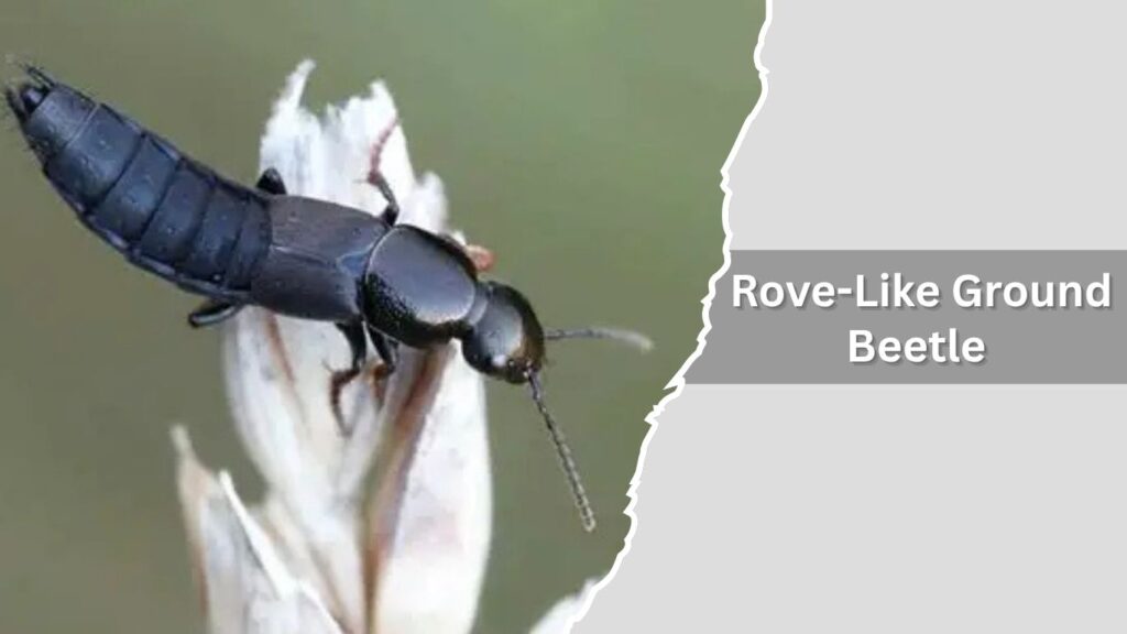 Rove-Like Ground Beetle