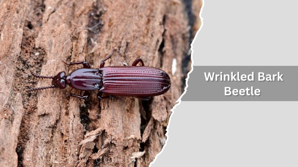 Wrinkled Bark Beetle