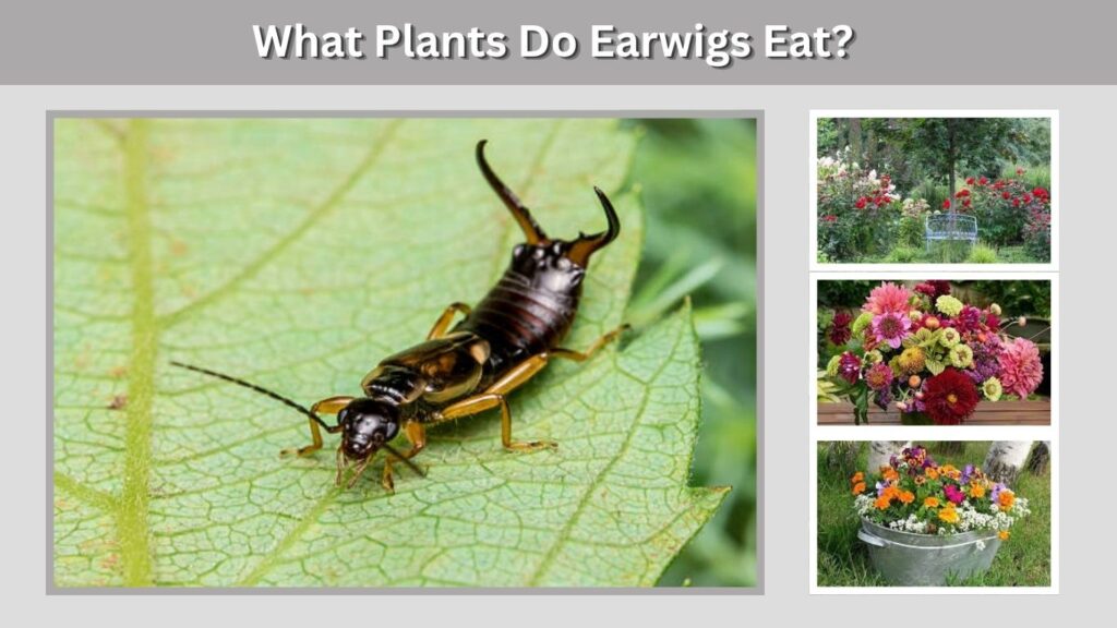 What Plants Do Earwigs Eat?