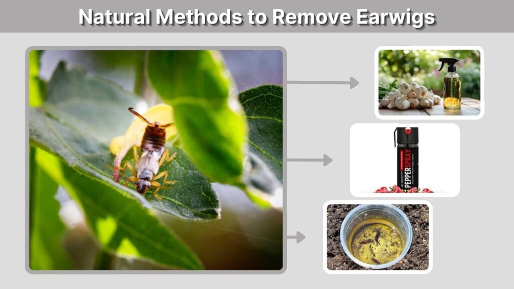 Natural Methods to Remove Earwigs