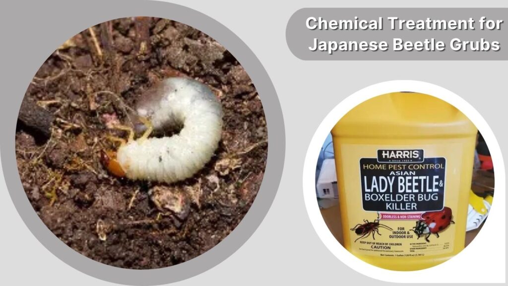 Chemical Treatment for Japanese Beetle Grubs