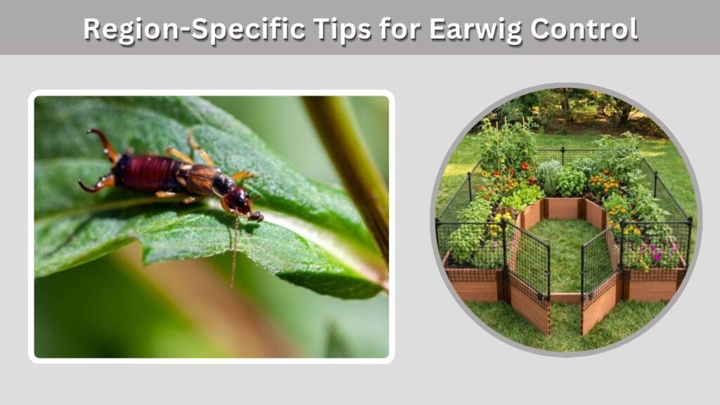 Region-Specific Tips for Earwig Control