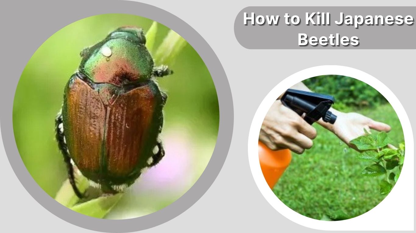 How to Kill Japanese Beetles: Natural and Spray Methods