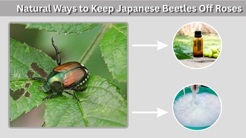 Natural Ways to Keep Japanese Beetles Off Roses