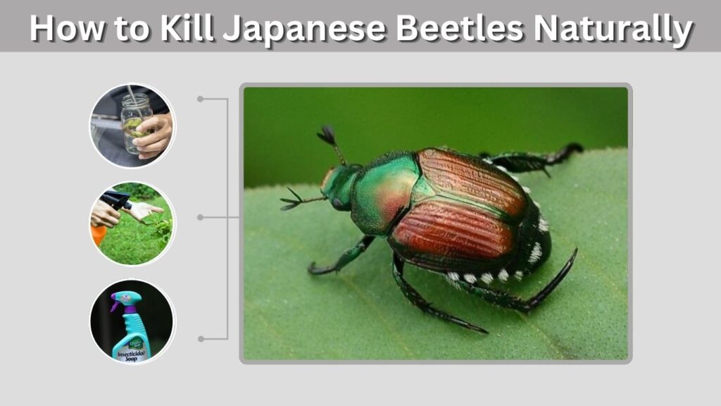 How to Kill Japanese Beetles Naturally