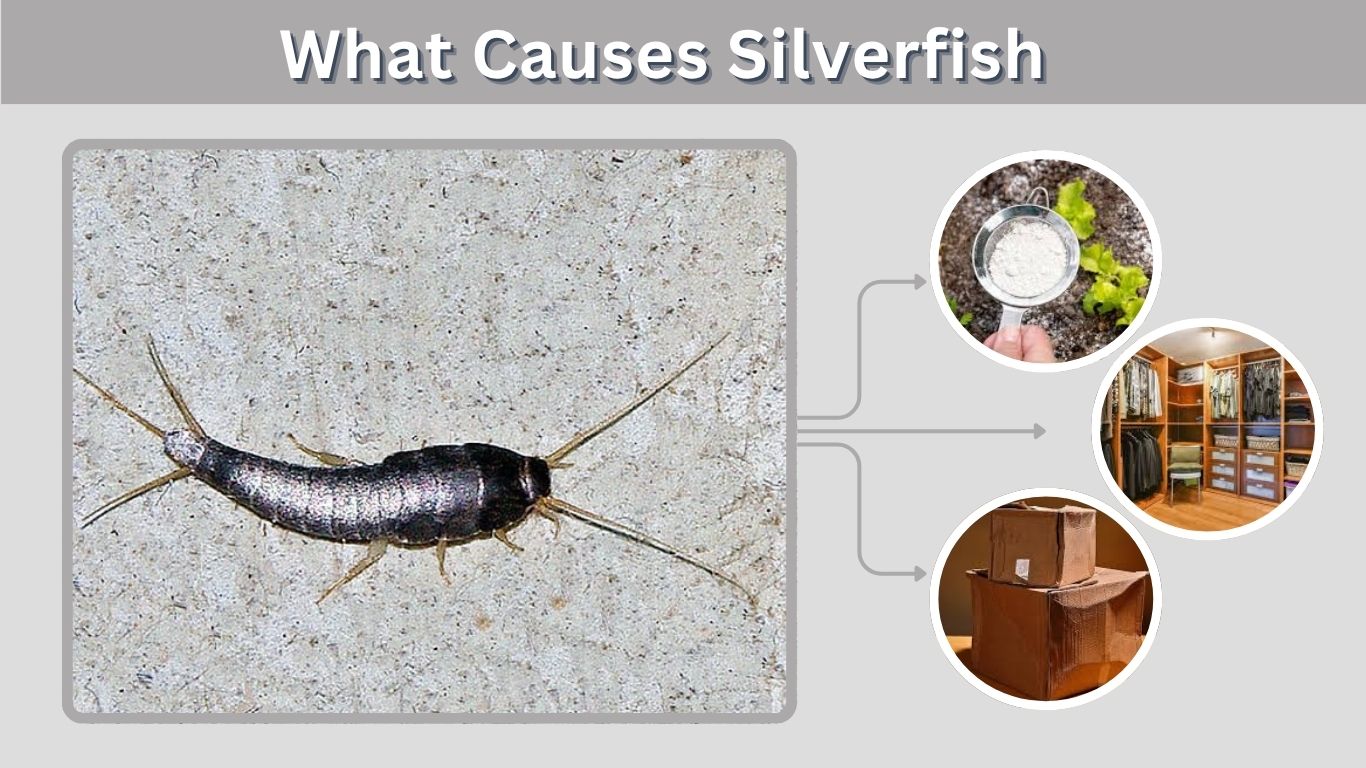 What Causes Silverfish? Common Reasons and Solutions