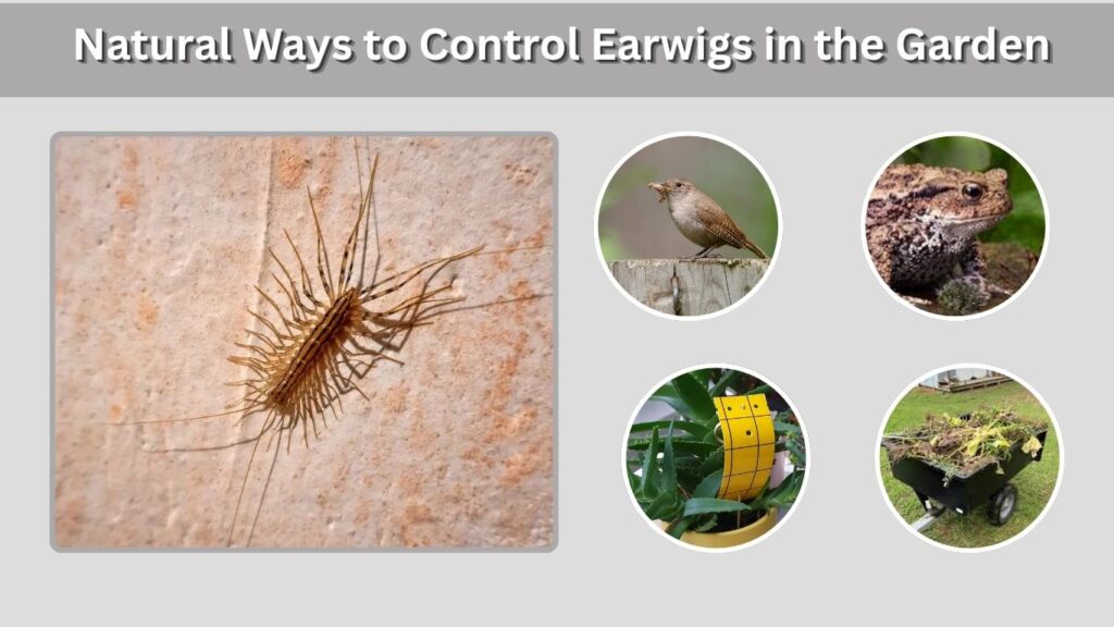 Natural Ways to Control Earwigs in the Garden