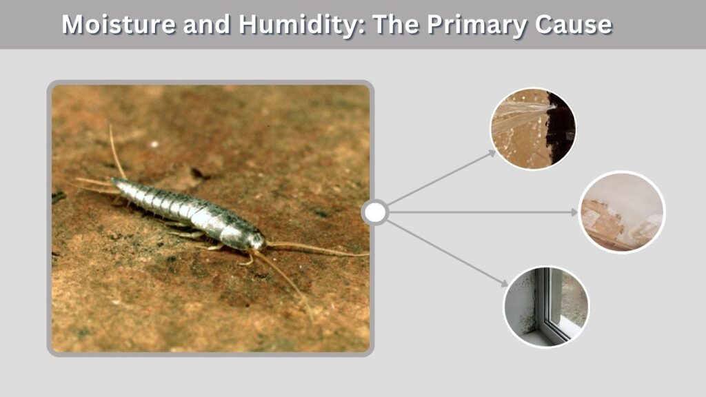Moisture and Humidity: The Primary Cause
