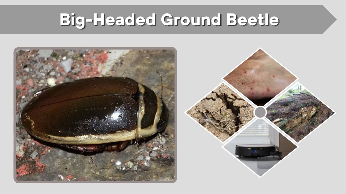 Big-Headed Ground Beetle: Facts, Bite Risk, and Control