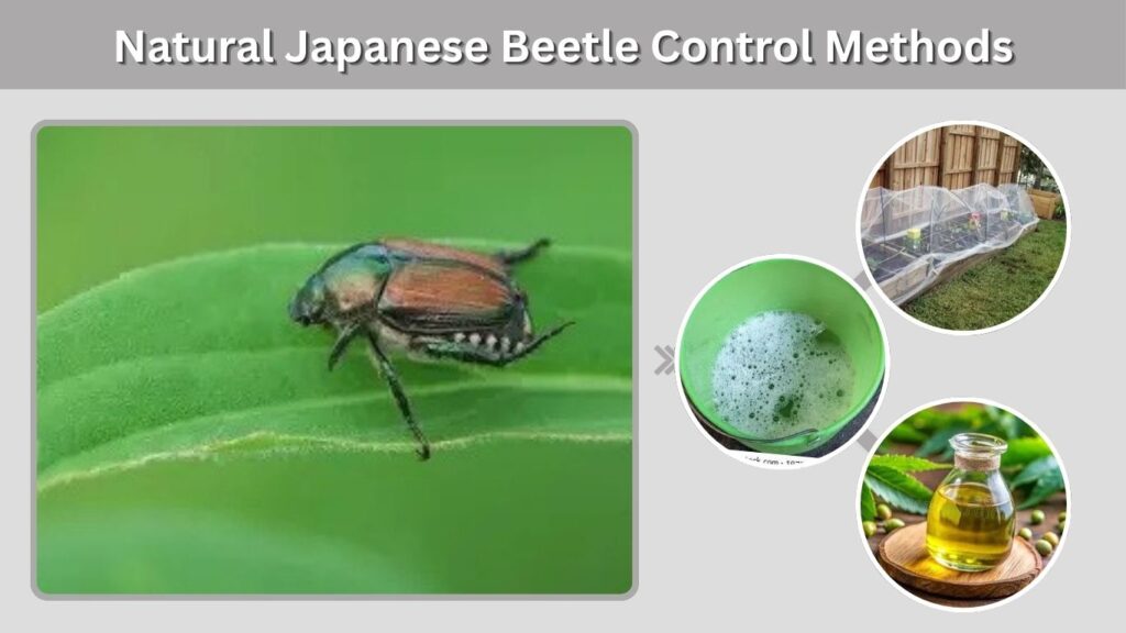 Natural Japanese Beetle Control Methods