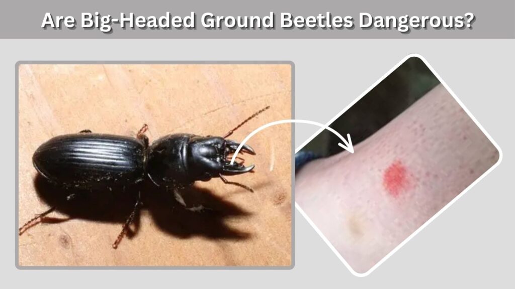 Are Big-Headed Ground Beetles Dangerous?