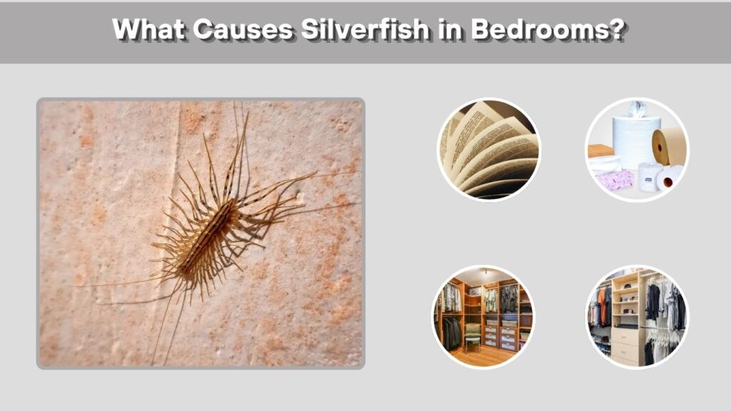 What Causes Silverfish in Bedrooms?