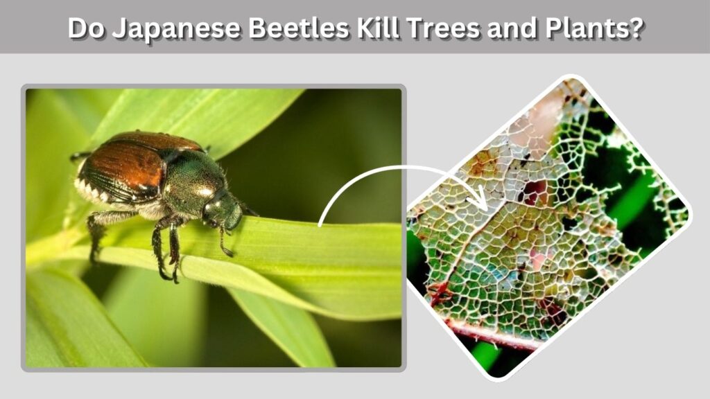 Do Japanese Beetles Kill Trees and Plants?