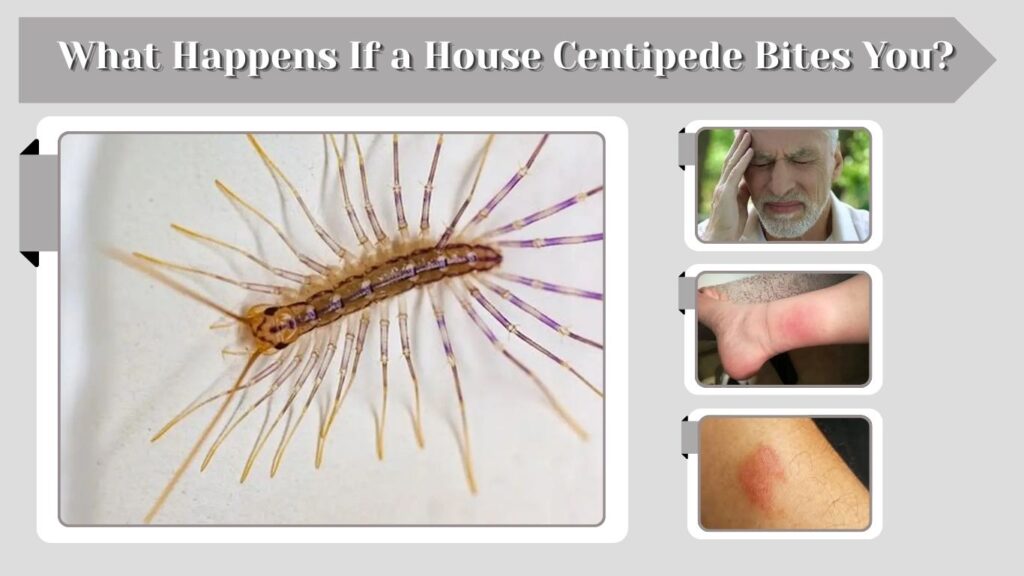 What Happens If a House Centipede Bites You?