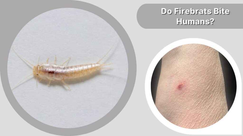 Do Firebrats Bite Humans?