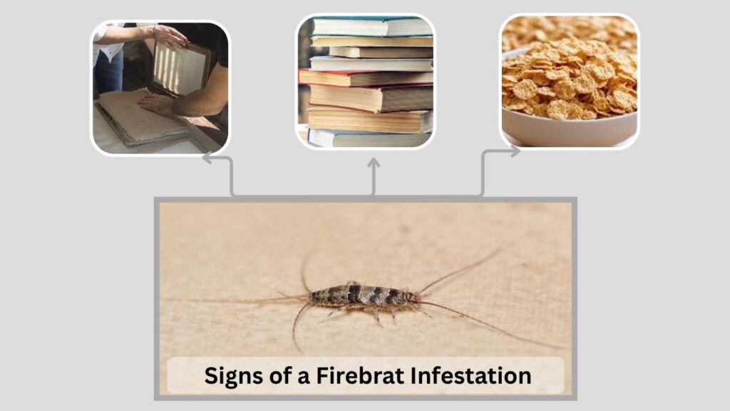 Signs of a Firebrat Infestation