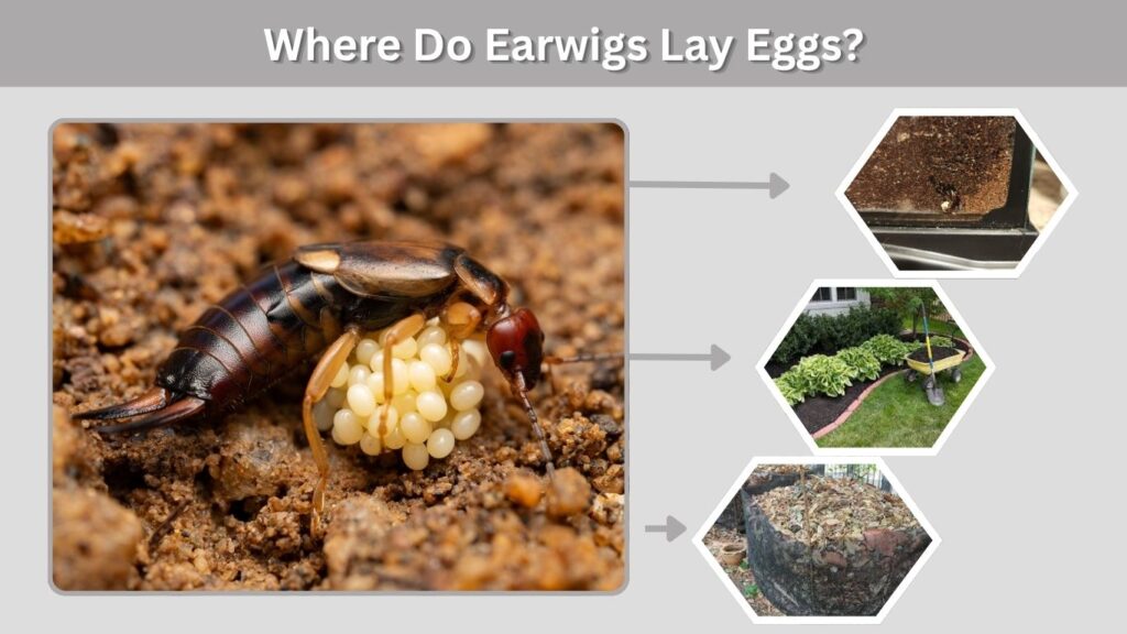 Where Do Earwigs Lay Eggs?