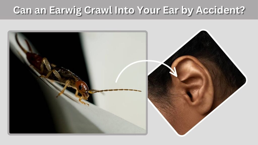 Can an Earwig Crawl Into Your Ear by Accident?