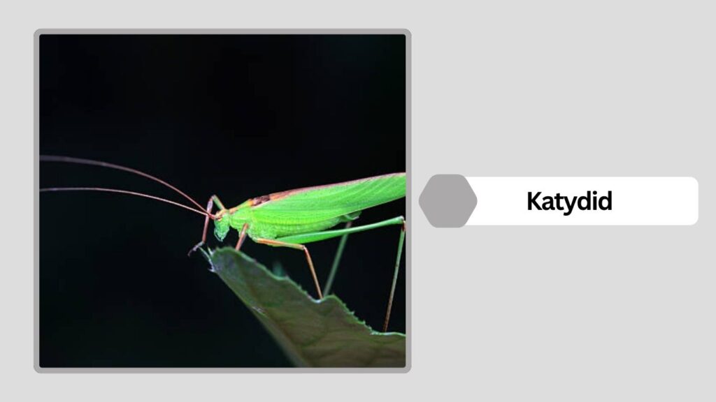 Katydid