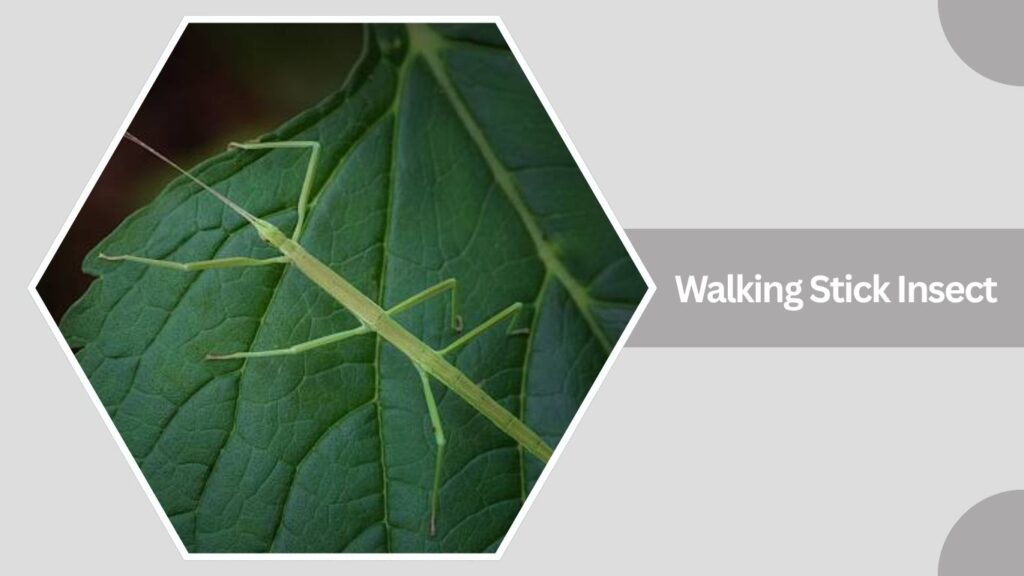 1. Walking Stick Insect