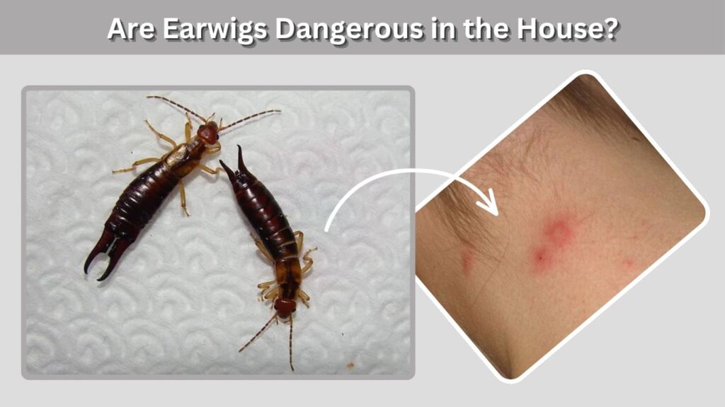 Are Earwigs Dangerous in the House?